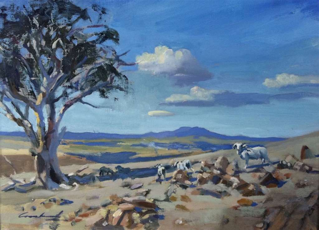 Oil painting of rams at Humbie property, near Bothwell in rural Tasmanian landscape painted en plein air.