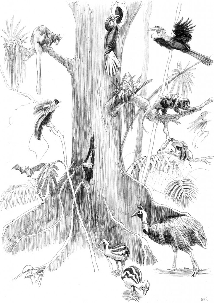 lllustration of a large old tropical tree in Papua New Guinea with hollows and epiphytes and fauna that depend on such a tree, including tree kangaroos, cuscus, hornbills, bird of paradise and bats. Cassowaries in the foreground.