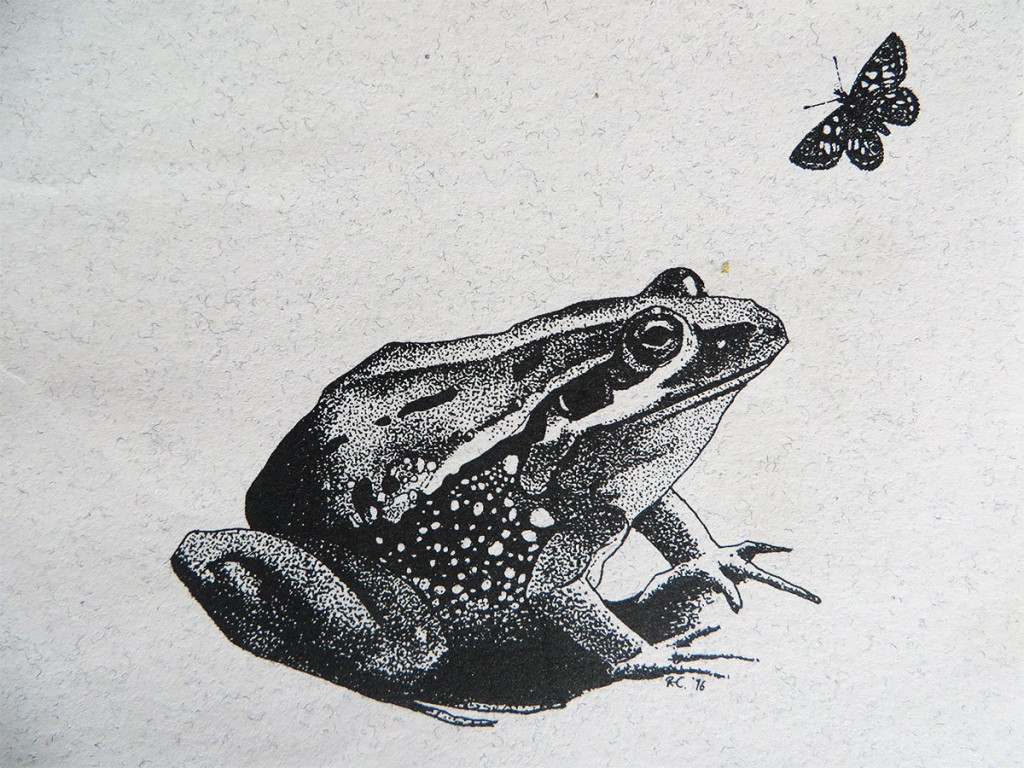 Pen and ink illustration of the threatened green and gold frog.
