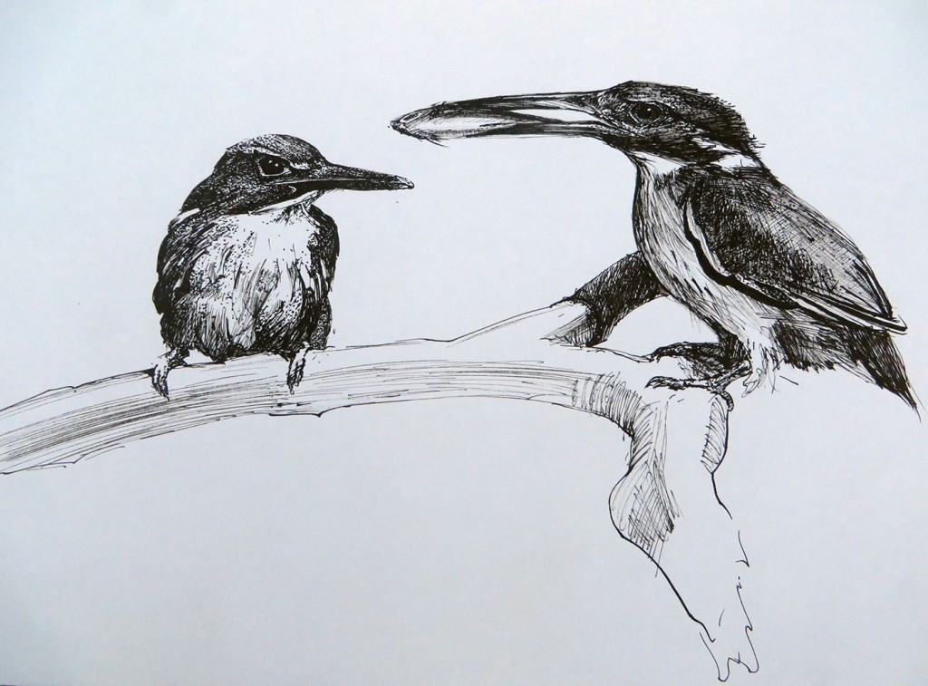 Kingfishers along a river bank in Tasmania.