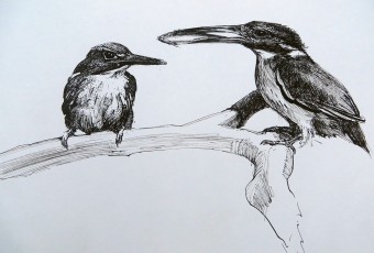 Kingfishers along a river bank in Tasmania.