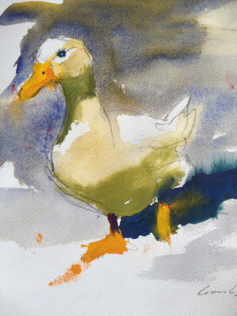 Watercolour painting of a pale duck by Tasmanian plein air artist, Rick Crossland.