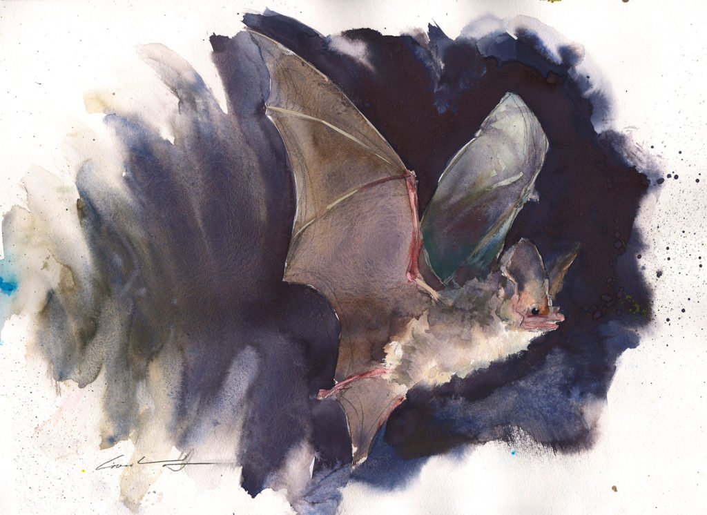 Painting of a bat in flight by Tasmanian artist, Rick Crossland