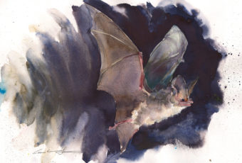 Painting of a bat in flight by Tasmanian artist, Rick Crossland